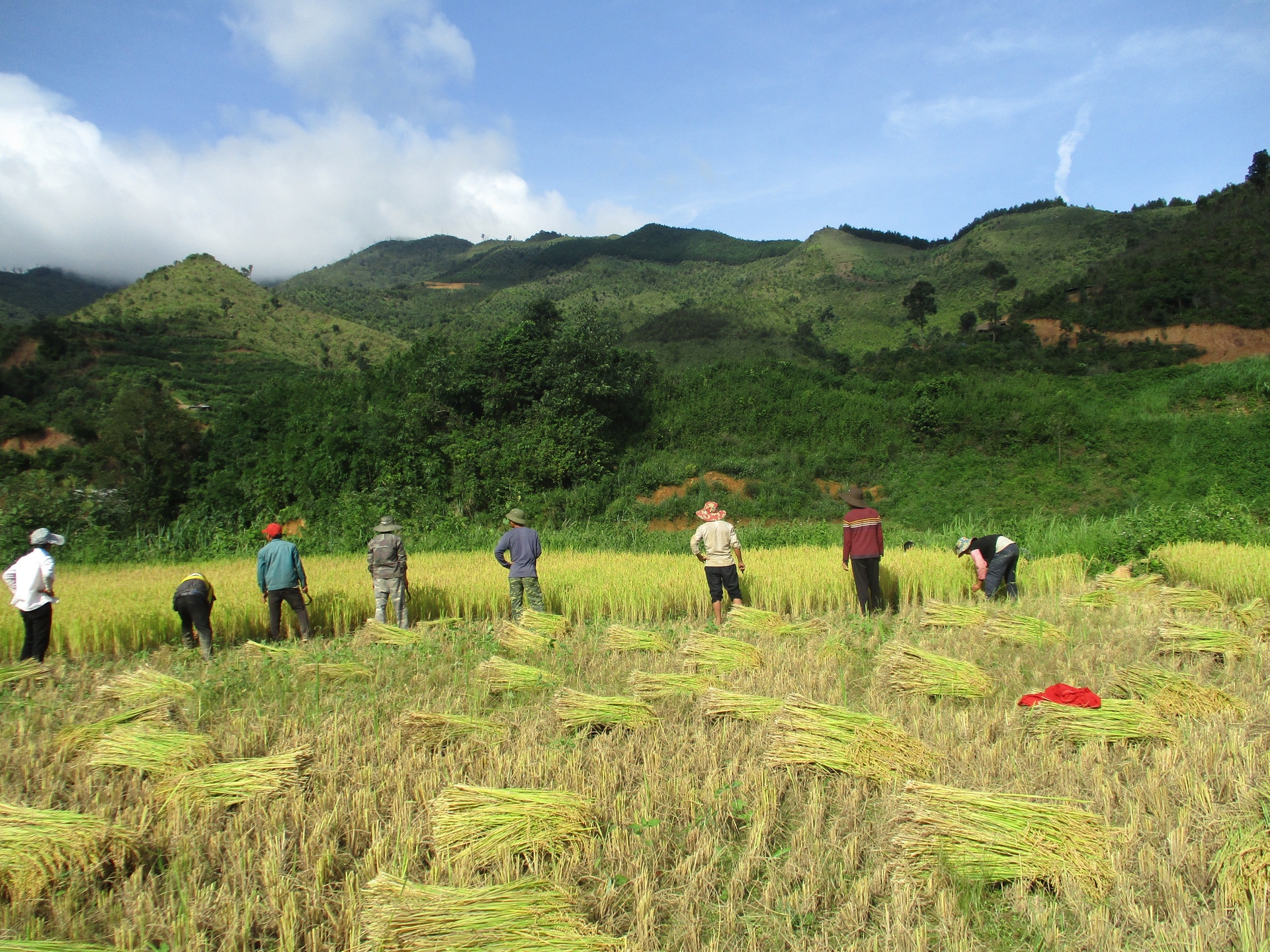 li10-story-by-tr-ng-livestock-panorama